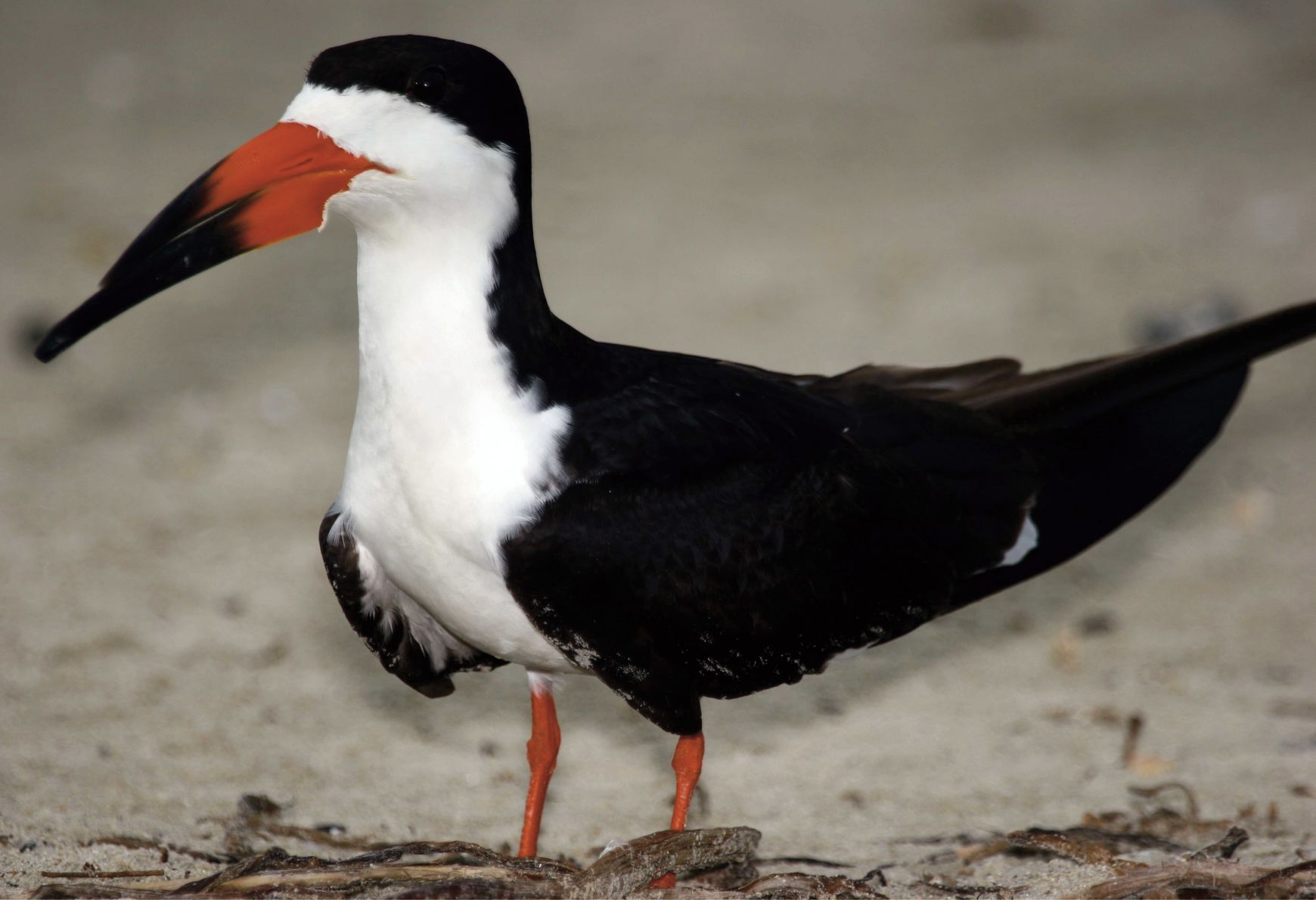 Black skimmers are unique, magnificent birds